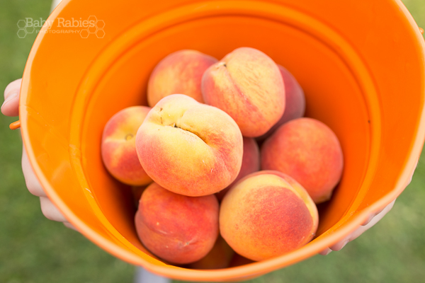 Texas peaches from compost